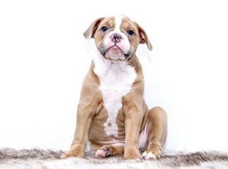 assurance chien pour la stérilisation